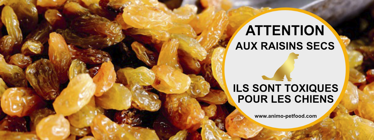 toxicite-raisins-secs-chien